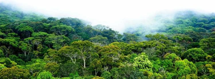 Sinharaja Rain Forest: Sri Lanka’s Biodiversity Haven and Nature Paradise