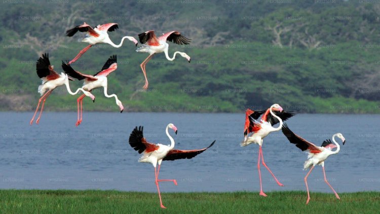 Bird Watching in Kalametiya: A Peaceful Adventure in Sri Lanka